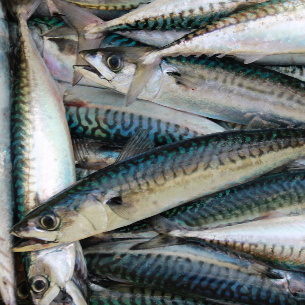 Striped Marlin Feeding Habits