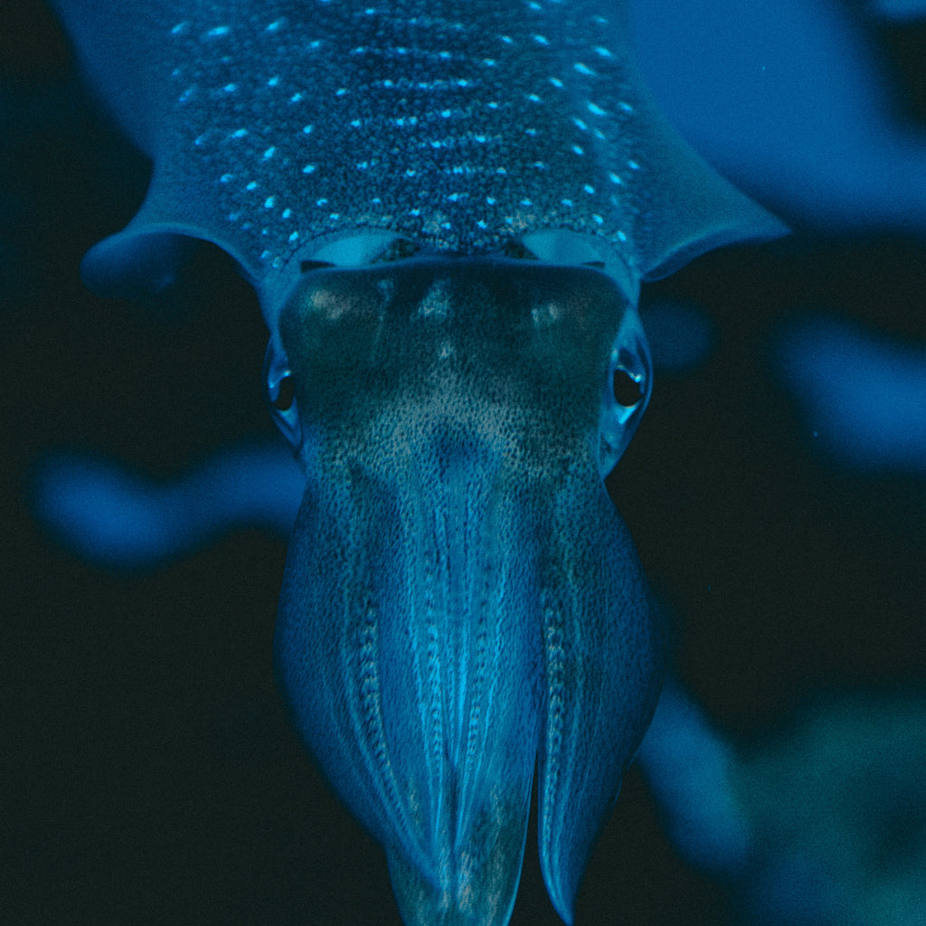 Humboldt Squid and Glow