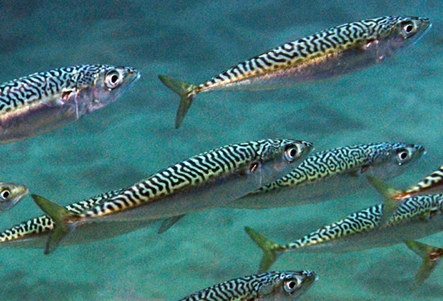Pelagic Fish Feeding Habits